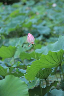 a Lotus flower and Lotus flower plants