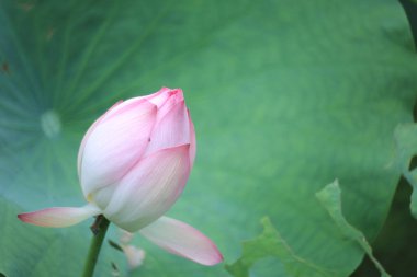 a Lotus flower and Lotus flower plants