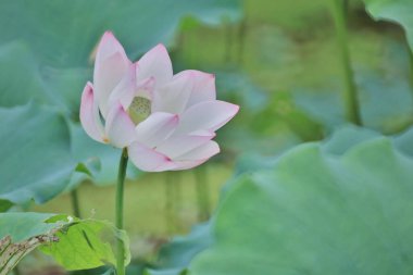 a Lotus flower and Lotus flower plants