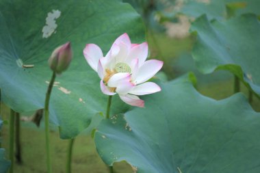 a Lotus flower and Lotus flower plants