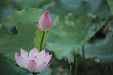 a Lotus flower and Lotus flower plants