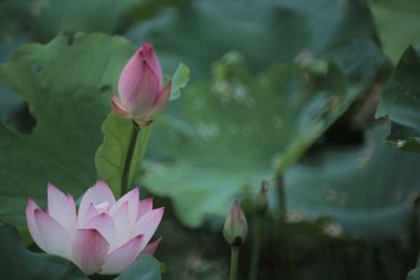 a Lotus flower and Lotus flower plants