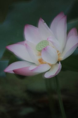 a Lotus flower and Lotus flower plants
