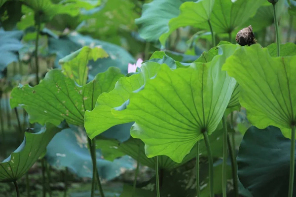 Lotus Flower Lotus Flower Plants — Foto Stock
