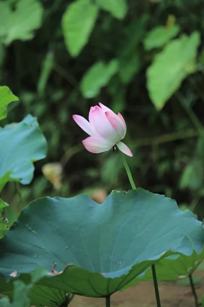 Lotus Flower Lotus Flower Plants — Foto de Stock
