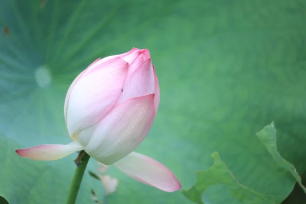 Lotus Flower Lotus Flower Plants — Stock Fotó