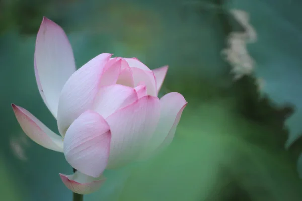 Цветок Лотоса Цветы Лотоса — стоковое фото