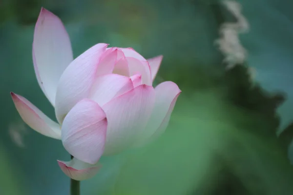 Ένα Λουλούδι Lotus Και Φυτά Λουλουδιών Lotus — Φωτογραφία Αρχείου