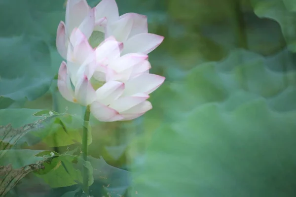 Lotus Flower Lotus Flower Plants — Zdjęcie stockowe
