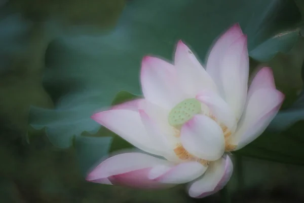 Lotus Flower Lotus Flower Plants — ストック写真