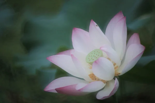 Lotus Flower Lotus Flower Plants —  Fotos de Stock
