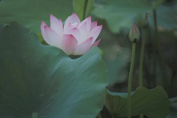 Lotus Flower Lotus Flower Plants — Stockfoto