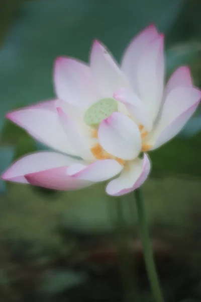 Lotus Flower Lotus Flower Plants — 스톡 사진