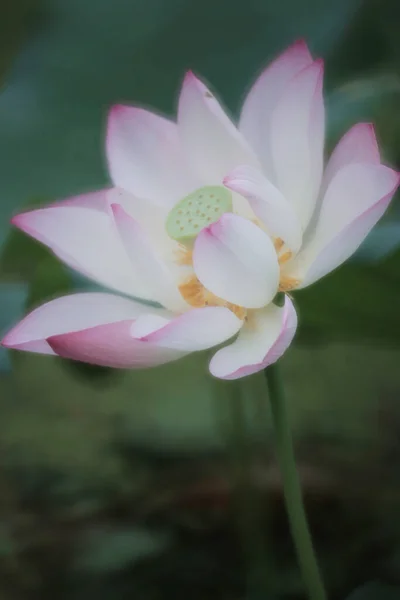 Квітка Лотоса Квіти Лотоса — стокове фото