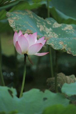 Gölette çiçek açan nilüfer çiçeğinin güzel bir fotoğrafı.