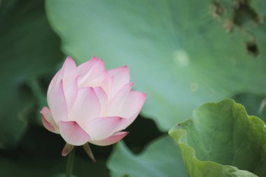 Gölette çiçek açan nilüfer çiçeğinin güzel bir fotoğrafı.