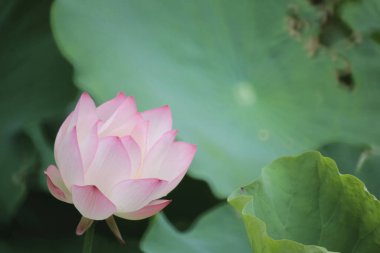 Gölette çiçek açan nilüfer çiçeğinin güzel bir fotoğrafı.
