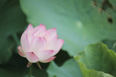 Gölette çiçek açan nilüfer çiçeğinin güzel bir fotoğrafı.