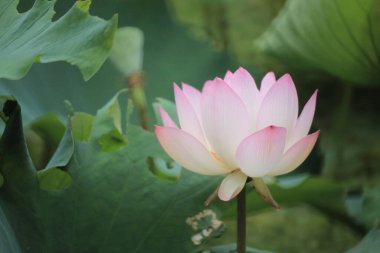 Gölette çiçek açan nilüfer çiçeğinin güzel bir fotoğrafı.