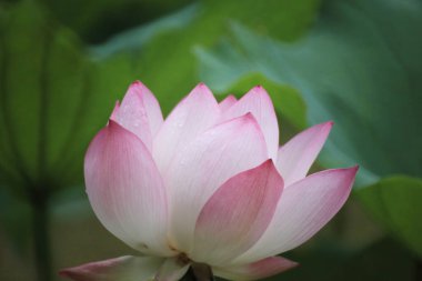 Gölette çiçek açan nilüfer çiçeğinin güzel bir fotoğrafı.