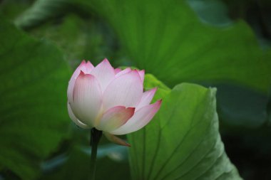 Gölette çiçek açan nilüfer çiçeğinin güzel bir fotoğrafı.
