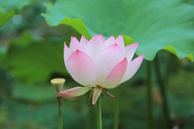 Gölette çiçek açan nilüfer çiçeğinin güzel bir fotoğrafı.