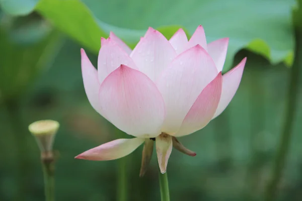 Fotografie Frumoasă Lotus Înflorind Iaz — Fotografie, imagine de stoc