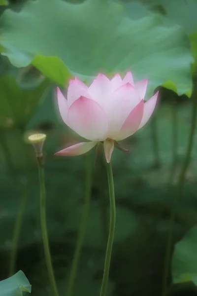 Une Belle Photo Lotus Fleurissant Dans Étang — Photo