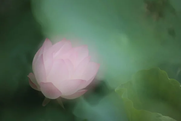 Een Prachtige Foto Van Lotus Bloeien Vijver — Stockfoto
