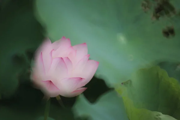 Krásná Fotografie Lotosu Kvetoucího Jezírku — Stock fotografie