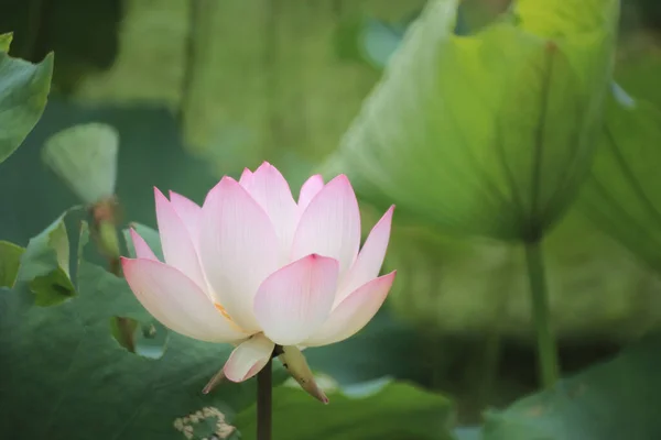 池に咲く蓮の美しい写真 — ストック写真