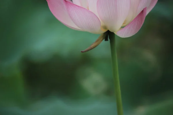 Ein Schönes Foto Von Lotusblüten Teich — Stockfoto