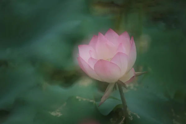 Smukt Billede Lotus Blomstrende Dammen - Stock-foto