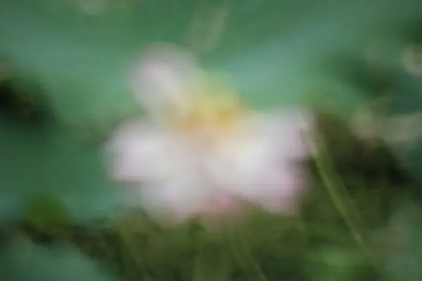 Een Prachtige Foto Van Lotus Bloeien Vijver — Stockfoto