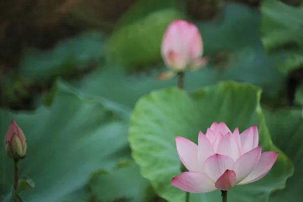 Beautiful Photo Lotus Blooming Pond — Stock Photo, Image