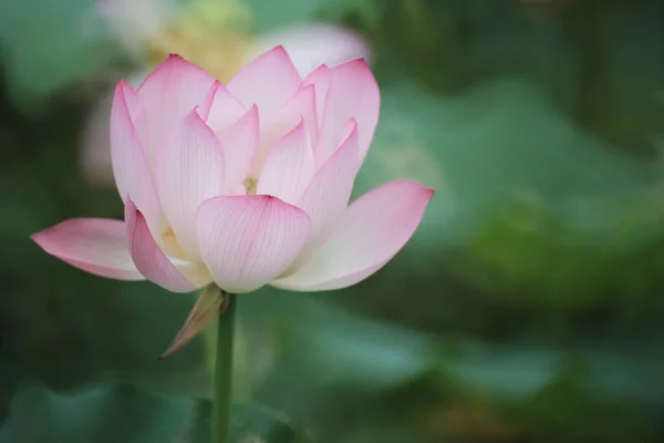 Egy Gyönyörű Fénykép Lótuszvirágról Tóban — Stock Fotó