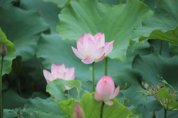 Fotografie Frumoasă Lotus Înflorind Iaz — Fotografie, imagine de stoc