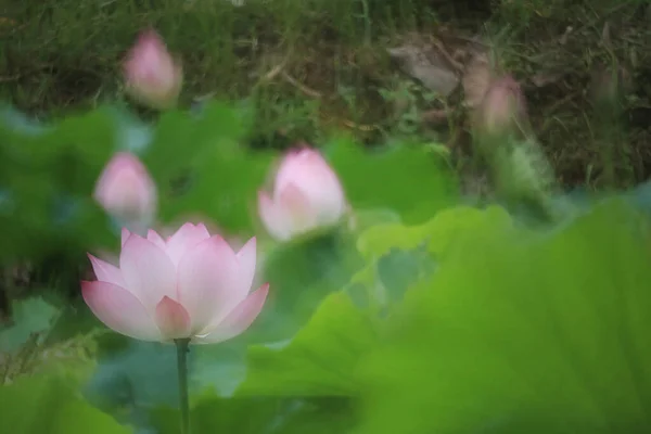 Une Belle Photo Lotus Fleurissant Dans Étang — Photo