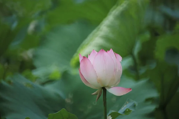 연못에서 피어나는 연꽃의 아름다운 — 스톡 사진