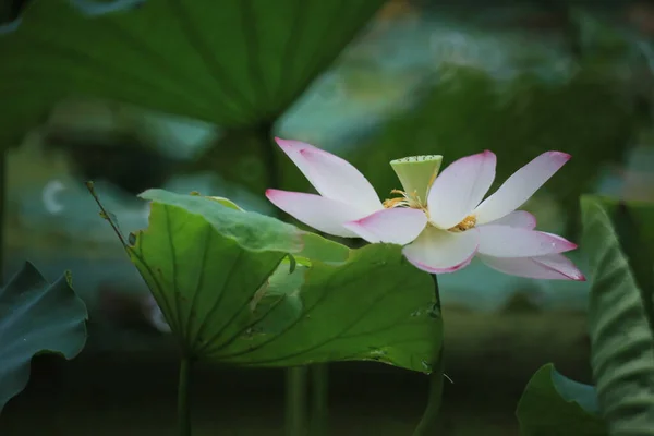 stock image a Beautiful photo of lotus blooming in the pond