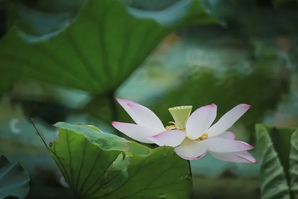 Egy Gyönyörű Fénykép Lótuszvirágról Tóban — Stock Fotó