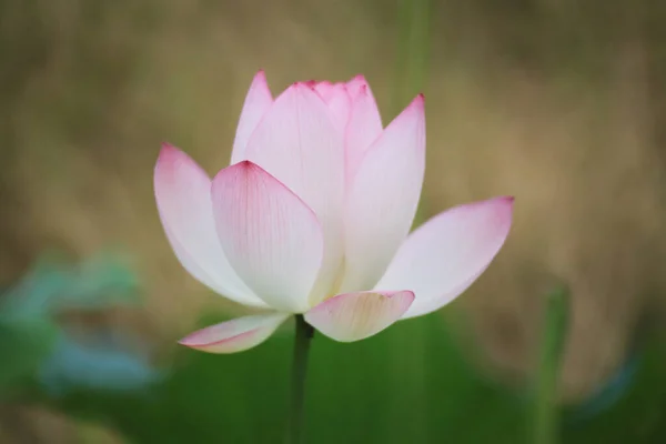 Smukt Billede Lotus Blomstrende Dammen - Stock-foto