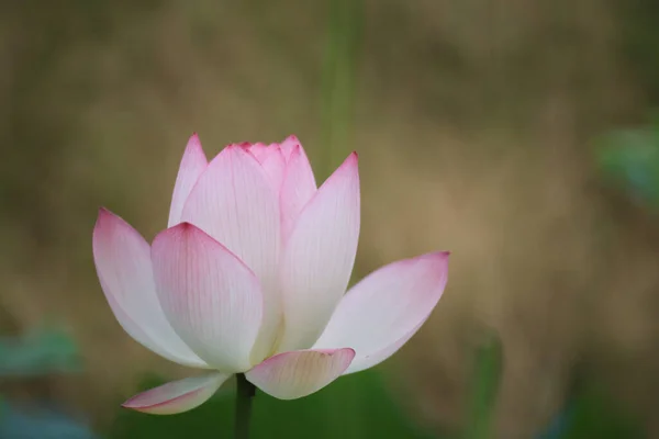 Beautiful Photo Lotus Blooming Pond — Stock Photo, Image