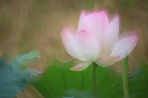 Ein Schönes Foto Von Lotusblüten Teich — Stockfoto