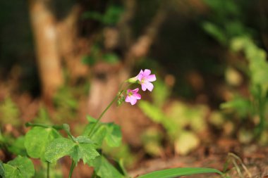 6 Mayıs 2012 doğa konsepti, yeşil bitkilerin fotoğrafı.