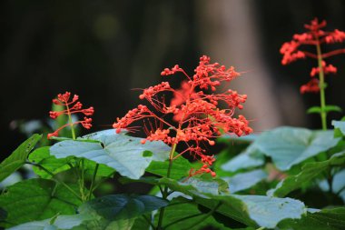 6 Mayıs 2012 doğa konsepti, yeşil bitkilerin fotoğrafı.