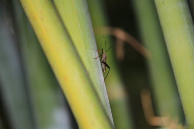 Doğa konsepti, yeşil dünyadaki böcek.