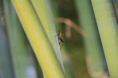 Doğa konsepti, yeşil dünyadaki böcek.