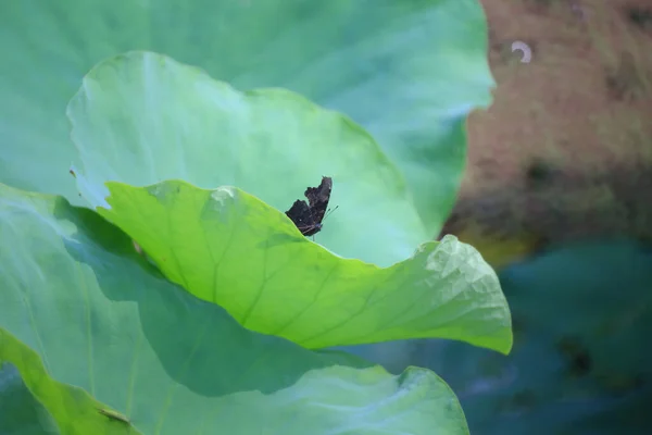 Lotus Leave Butterfly Nature Concept — Stock Photo, Image