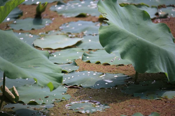 自然コンセプトの大きな蓮の葉の植物は — ストック写真